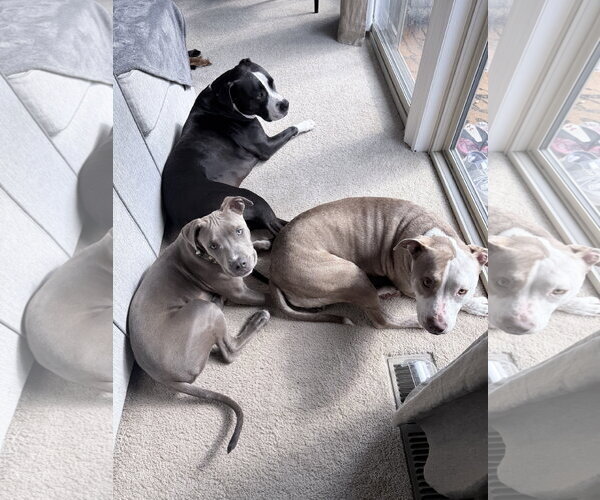 Medium Photo #5 American Pit Bull Terrier Puppy For Sale in Berkeley, CA, USA