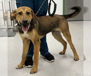 Beagle-Unknown Mix Dogs for adoption in Washington, DC, USA