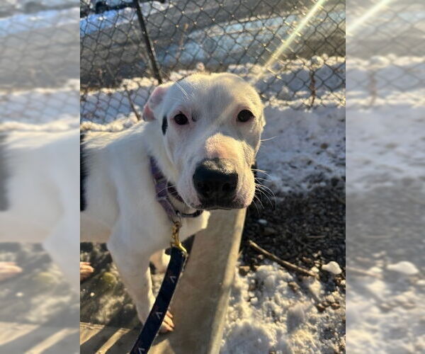 Medium Photo #2 Mutt Puppy For Sale in Elmsford, NY, USA