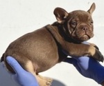 Small French Bulldog