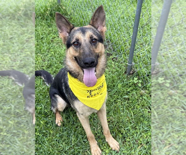 Medium Photo #2 German Shepherd Dog-Unknown Mix Puppy For Sale in San Leon, TX, USA