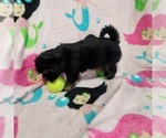 Puppy Edwina Shorkie Tzu-Zuchon Mix