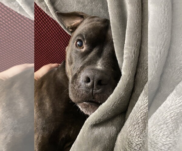 Medium Photo #7 Staffordshire Bull Terrier-Unknown Mix Puppy For Sale in Lockport, NY, USA
