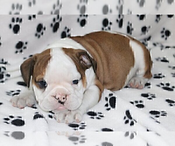 Medium Photo #4 English Bulldog Puppy For Sale in MIAMI, FL, USA