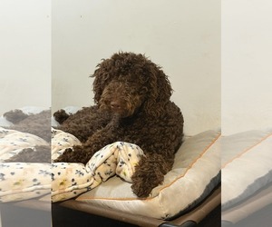 Chocolate Labrador retriever-Poodle (Standard) Mix Dogs for adoption in Plainfield, IL, USA