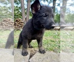Puppy Dark Blue Boy German Shepherd Dog