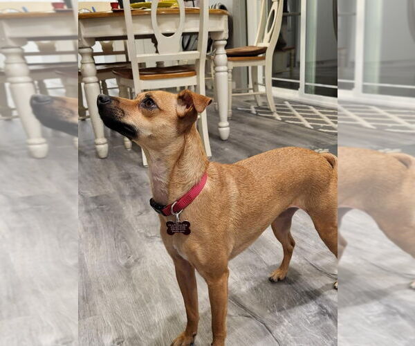 Medium Photo #2 Italian Greyhound-Unknown Mix Puppy For Sale in Bellevue, WA, USA