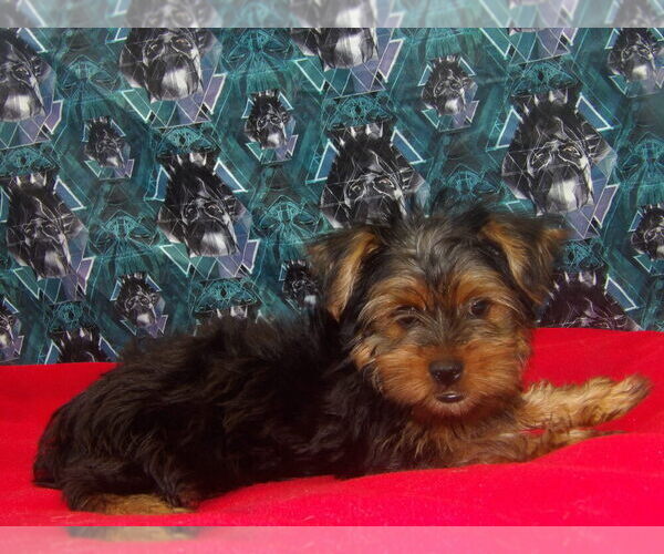 Medium Photo #1 Yorkshire Terrier Puppy For Sale in PATERSON, NJ, USA
