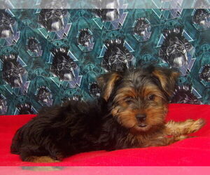 Yorkshire Terrier Puppy for sale in PATERSON, NJ, USA