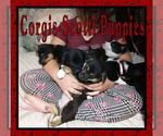 Small Photo #1 Pembroke Welsh Corgi Puppy For Sale in LOGAN, NM, USA