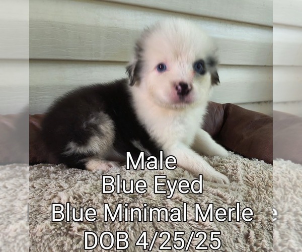 Medium Photo #9 Miniature Australian Shepherd Puppy For Sale in WOODLEAF, NC, USA