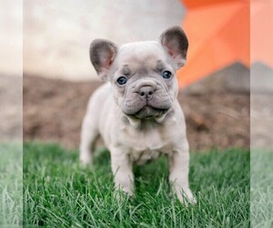 French Bulldog Puppy for sale in LANCASTER, PA, USA