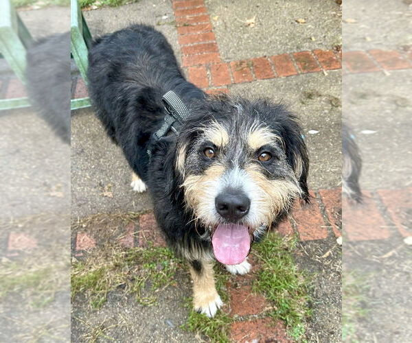Medium Photo #14 Greater Swiss Mountain Dog-Poodle (Miniature) Mix Puppy For Sale in Greenbelt, MD, USA