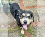 Small #13 Greater Swiss Mountain Dog-Poodle (Miniature) Mix