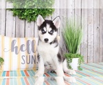 Small Photo #3 Siberian Husky Puppy For Sale in MOUNT VERNON, OH, USA