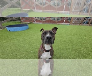 Scoobert - Male Mutt Dog for Adoption - Photo #2