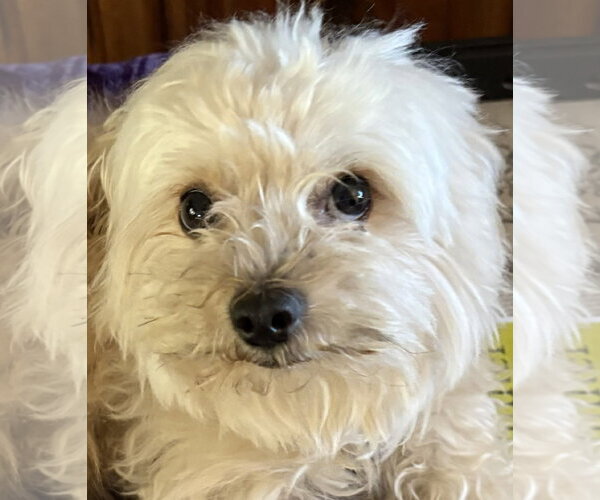 Medium Photo #3 Maltese Puppy For Sale in San Jose, CA, USA