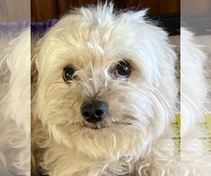 Ricky - Male Maltese Dog for Adoption - Photo #3
