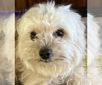 Small Photo #3 Maltese Puppy For Sale in San Jose, CA, USA