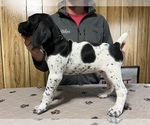 Puppy Black Collar German Shorthaired Pointer