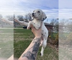 Puppy Elsa Dalmatian