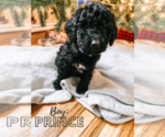 Puppy 7 Saint Berdoodle