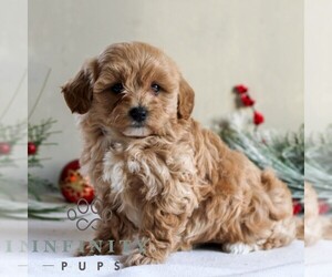 Maltipoo Puppy for sale in LITITZ, PA, USA