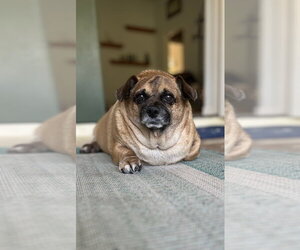 Buster Rhymes - Male Puggle Dog for Adoption - Photo #2