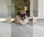 Small #1 Puggle