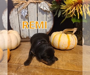 Rottweiler Puppy for sale in SAINT CHARLES, MO, USA