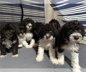 Portuguese Water Dog Puppy for sale in VICTORVILLE, CA, USA