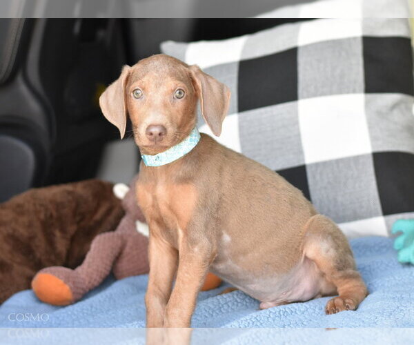 Medium Photo #3 Doberman Pinscher-Unknown Mix Puppy For Sale in Brewster, NY, USA