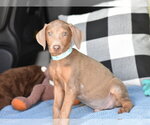 Small #2 Doberman Pinscher Mix