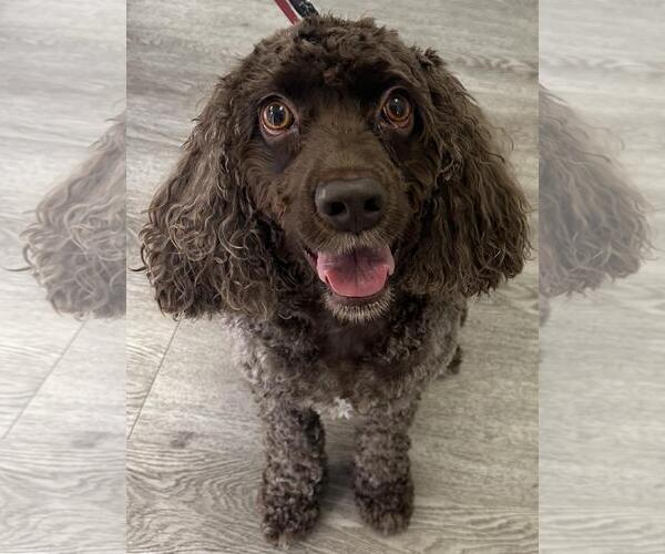 Medium Photo #4 Cocker Spaniel Puppy For Sale in Westminster, MD, USA