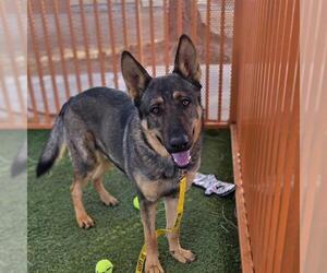 German Shepherd Dog-Unknown Mix Dogs for adoption in Las Vegas, NV, USA