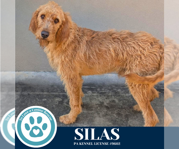 Medium Photo #3 Goldendoodle Puppy For Sale in Kimberton, PA, USA