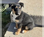 Small #6 Collie-German Shepherd Dog Mix