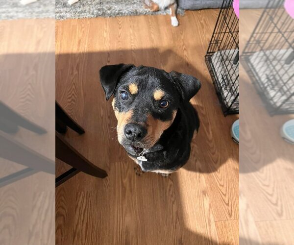 Medium Photo #5 Mutt Puppy For Sale in New York, NY, USA