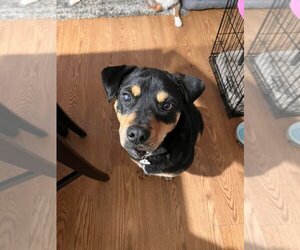 Dixby Daxby (TX) - Male Rottweiler-Unknown Mix Dog for Adoption - Photo #5