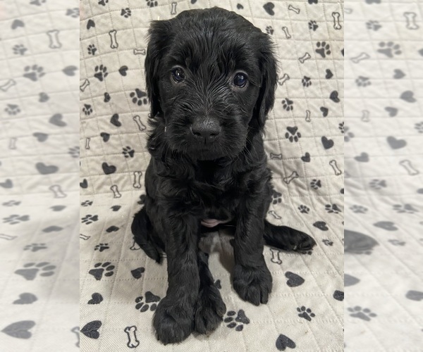 Medium Photo #1 Goldendoodle Puppy For Sale in CENTURIA, WI, USA
