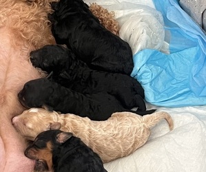 Goldendoodle (Miniature) Puppy for sale in MIAMI, FL, USA