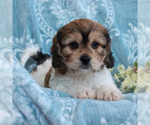 Cavachon Puppy for sale in GORDONVILLE, PA, USA