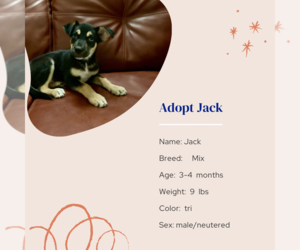 Mutt Dogs for adoption in Naples, FL, USA