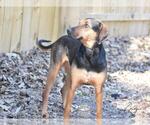 Small #3 Black and Tan Coonhound-Labrador Retriever Mix