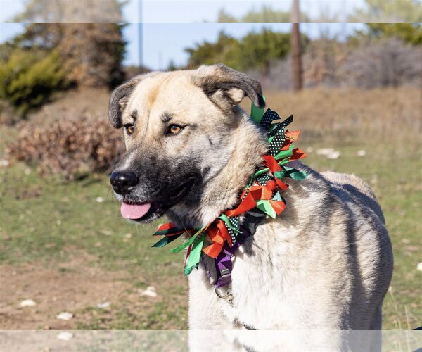 Medium Photo #19 Anatolian Shepherd Puppy For Sale in Higley, AZ, USA