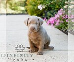 Small #2 Labrador Retriever