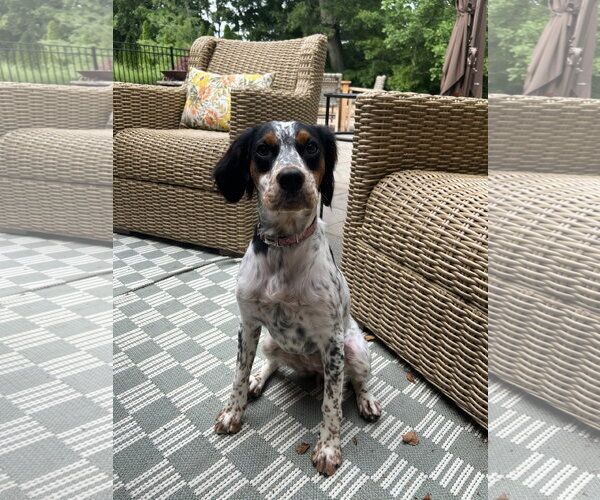 Medium Photo #2 English Setter-Unknown Mix Puppy For Sale in Germantown, OH, USA
