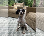 Small #1 English Setter Mix