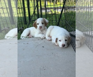 English Setter Puppy for sale in RUDYARD, MI, USA