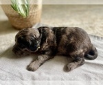 Small #1 Goldendoodle